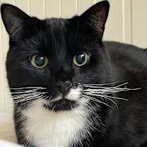 Thumbnail photo of Gatsby #2