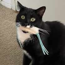 Thumbnail photo of Gatsby #3