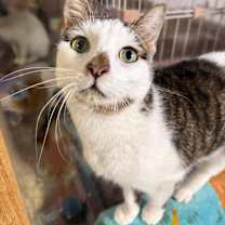 Thumbnail photo of Dottie #1