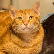 Thumbnail photo of Ducky #1