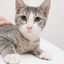 Thumbnail photo of Oak #1