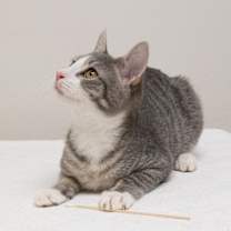 Thumbnail photo of Oak #2