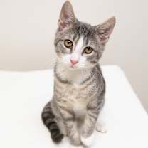 Thumbnail photo of Oak #3