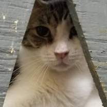 Thumbnail photo of GFY #3