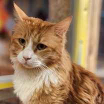 Thumbnail photo of Harry #2