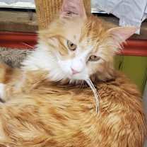 Thumbnail photo of Harry #3