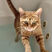 Thumbnail photo of *Carrot Cake **Video** #1