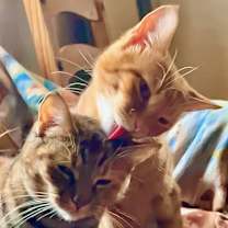 Thumbnail photo of *Carrot Cake **Video** #2