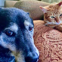 Thumbnail photo of *Carrot Cake **Video** #3