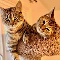 Thumbnail photo of Mama**Video** #4