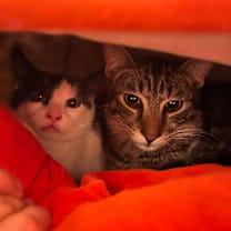 Thumbnail photo of PG13 #3