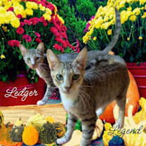 Thumbnail photo of Legend #2