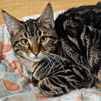 Thumbnail photo of TABBY #4