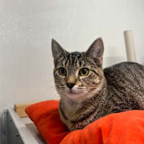adopt-pet