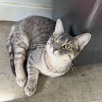 adopt-pet