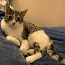 Thumbnail photo of Smokey (bonded to Waffles) #1