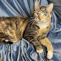 Thumbnail photo of Babushka #3