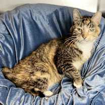 Thumbnail photo of Babushka #4