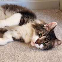 Thumbnail photo of Violet SENIOR FEMALE #2