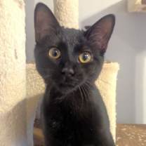 Thumbnail photo of Salem #1