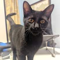 Thumbnail photo of Salem #2