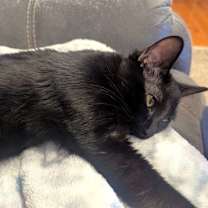 Thumbnail photo of Salem #3