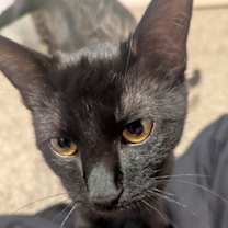 Thumbnail photo of Salem #4