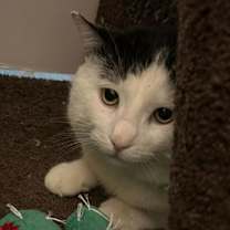 Thumbnail photo of Cactus #1