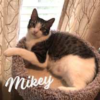 Thumbnail photo of Mikey #he-eats-anything #1