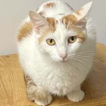 Thumbnail photo of Sophie #3