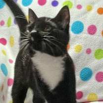 Thumbnail photo of Monkey #3