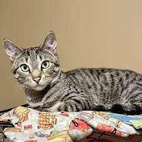 Thumbnail photo of Rafa #2