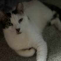 Thumbnail photo of Dapper Dan #3