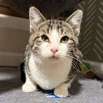 Thumbnail photo of Clarence #1