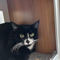 Thumbnail photo of Orka #4