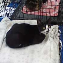 Thumbnail photo of Ralph #2