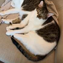 Thumbnail photo of Skitters #1