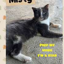 Thumbnail photo of Misty *Cyd #1