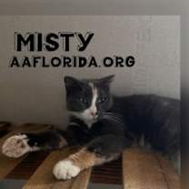 Thumbnail photo of Misty *Cyd #2