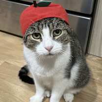 Thumbnail photo of Jumbo #1