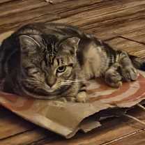 Thumbnail photo of One-Eyed Wilma #2