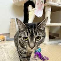 Thumbnail photo of Boba #1