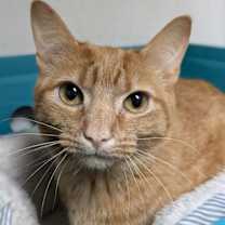 Thumbnail photo of Peanut #1