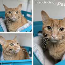 Thumbnail photo of Peanut #2