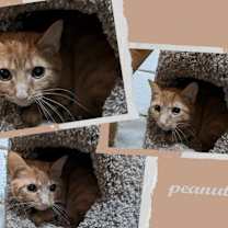 Thumbnail photo of Peanut #3