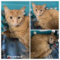 Thumbnail photo of Peanut #4
