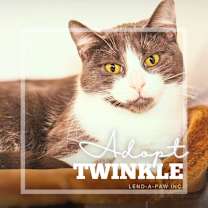 Thumbnail photo of Twinkle #2