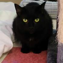 Thumbnail photo of Cayenne #4