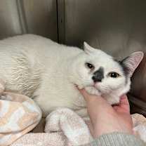 Thumbnail photo of Lewis #1