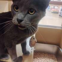 Thumbnail photo of Figaro #3